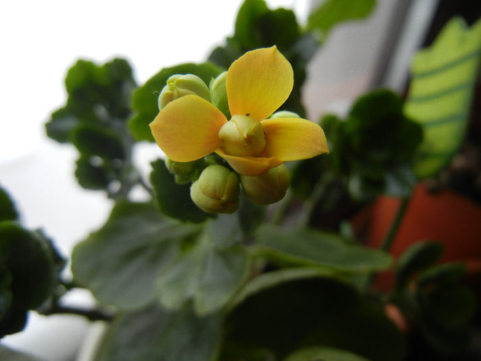 Yellow Kalanchoe (2014, February 01) - Kalanchoe Yellow