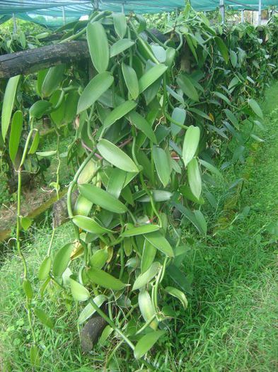Vanilia; (Vanilla planifolia)
face parte din familia Orchideelor
