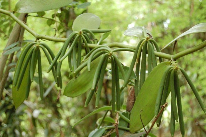 Vanilia-fructe; (Vanilla planifolia)
