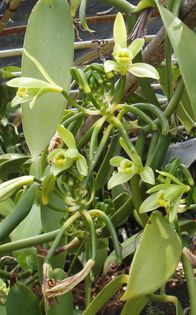 Vanilia-fructe si flori; (Vanilla planifolia)
