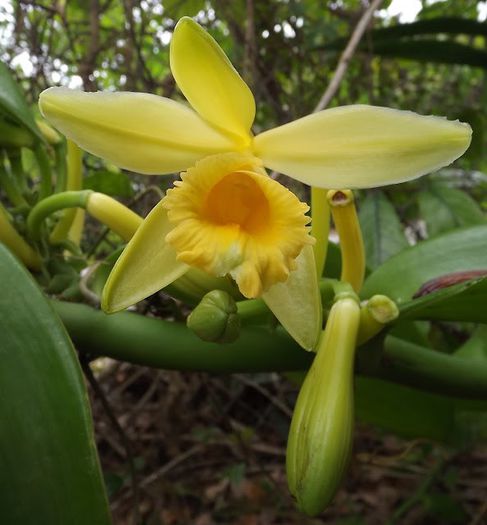 Vanilia-floare; (Vanilla planifolia)
