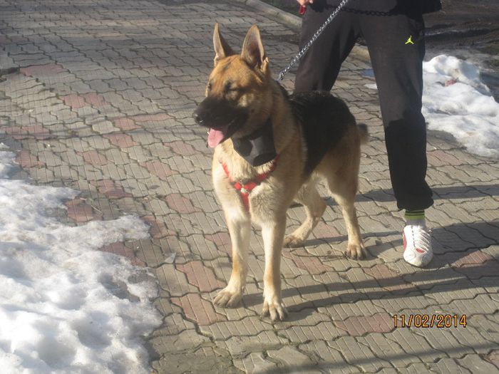 IMG_0164 - ciobanesc german oscar