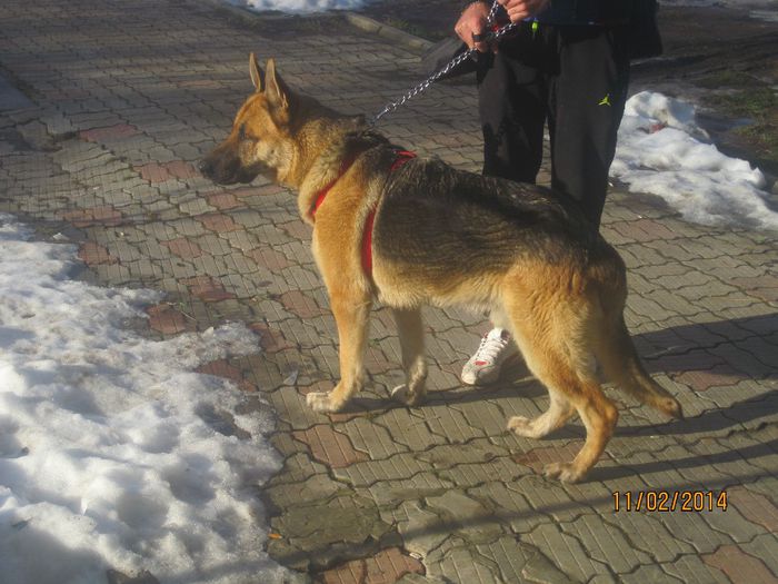 IMG_0170 - ciobanesc german oscar