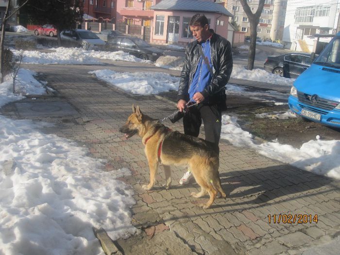 IMG_0171 - ciobanesc german oscar