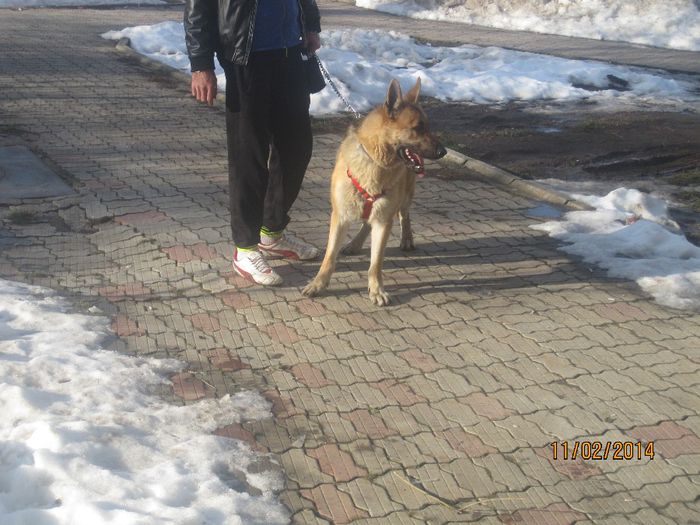 IMG_0177 - ciobanesc german oscar