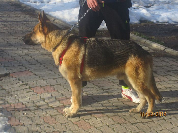 IMG_0178 - ciobanesc german oscar