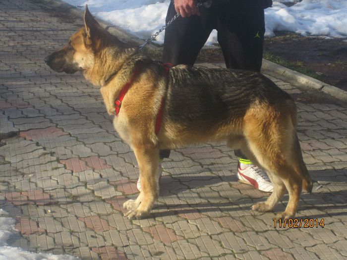 IMG_0179 - ciobanesc german oscar