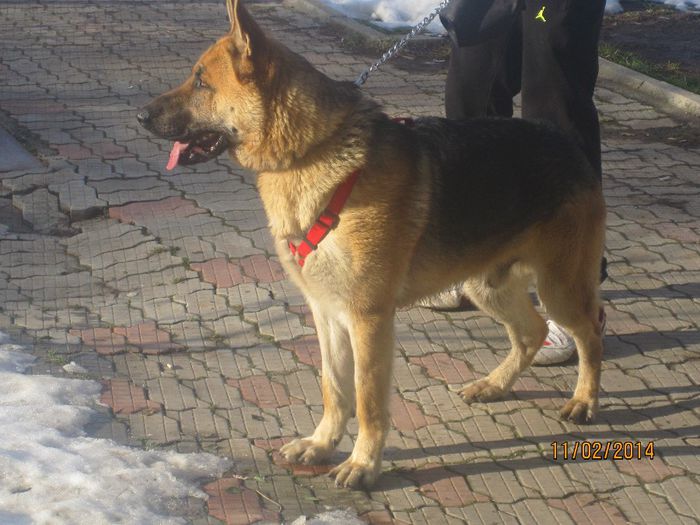 IMG_0180 - ciobanesc german oscar