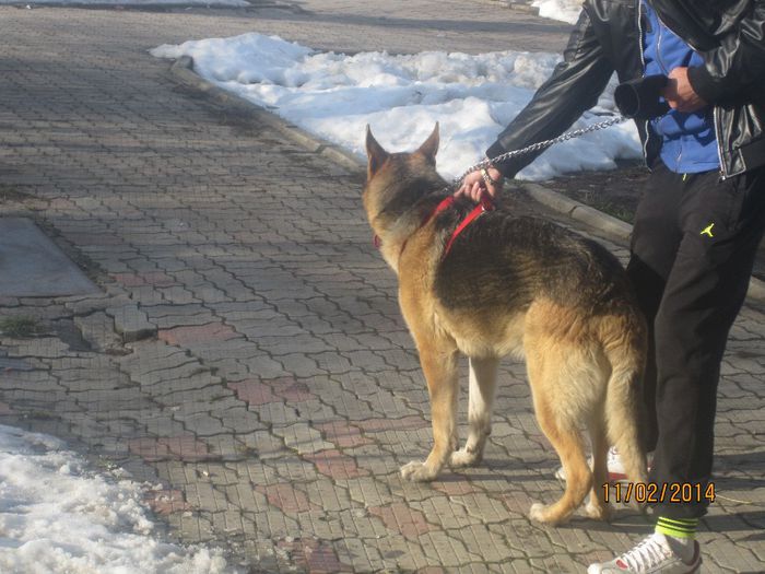 IMG_0187 - ciobanesc german oscar