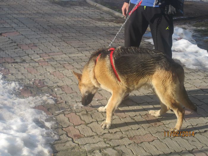 IMG_0189 - ciobanesc german oscar