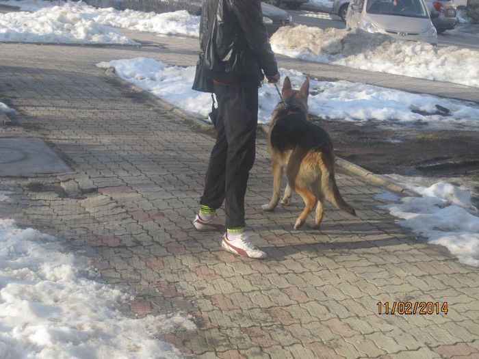 IMG_0192 - ciobanesc german oscar