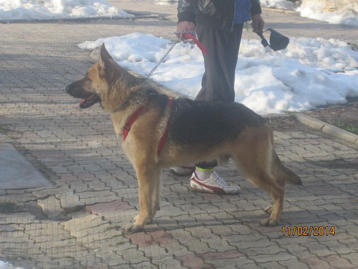 IMG_0198 - ciobanesc german oscar