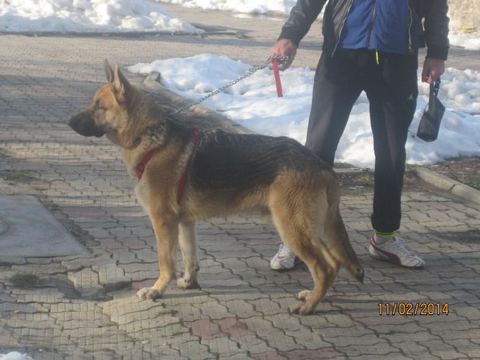 IMG_0199 - ciobanesc german oscar