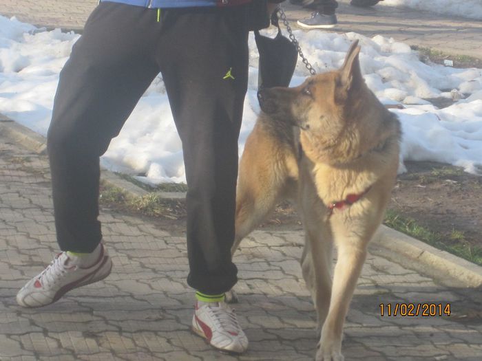 IMG_0202 - ciobanesc german oscar