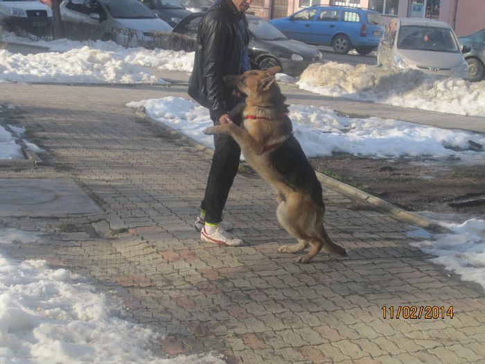 IMG_0229 - ciobanesc german oscar