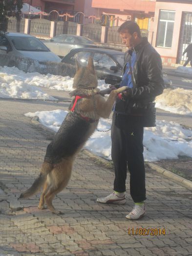 IMG_0237 - ciobanesc german oscar