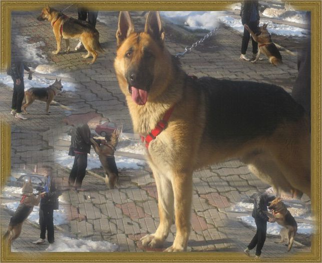 oscar 1 an - ciobanesc german oscar