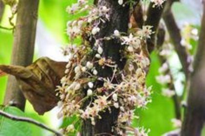 Arborele de cacao-flori; (Theobroma cacao)
