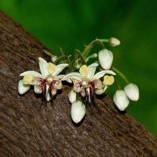 Arborele de cacao- flori; (Theobroma cacao)
