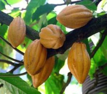 Arborele de cacao-fructe; (Theobroma cacao)
