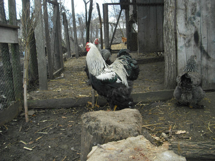 CIMG2754 - BHI tineret 2013