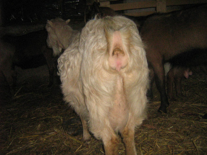 poze 032 - capre rasa  carpatine