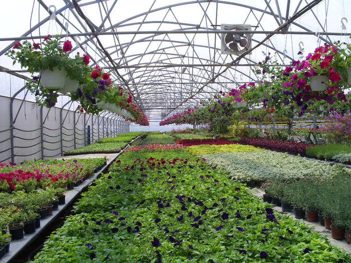 S5032142; Petunii curgatoare productie proprie!
