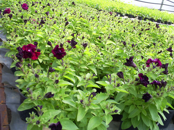 S5032153; Petunii curgatoare productie proprie!
