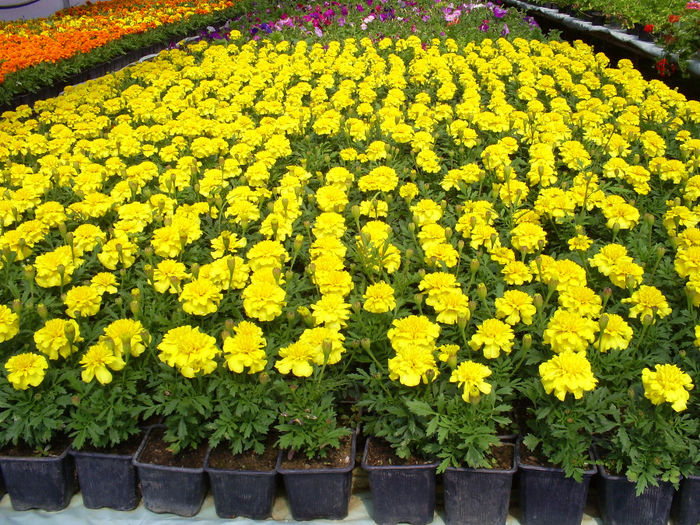 S5032159; Tagetes patula inflorit!
