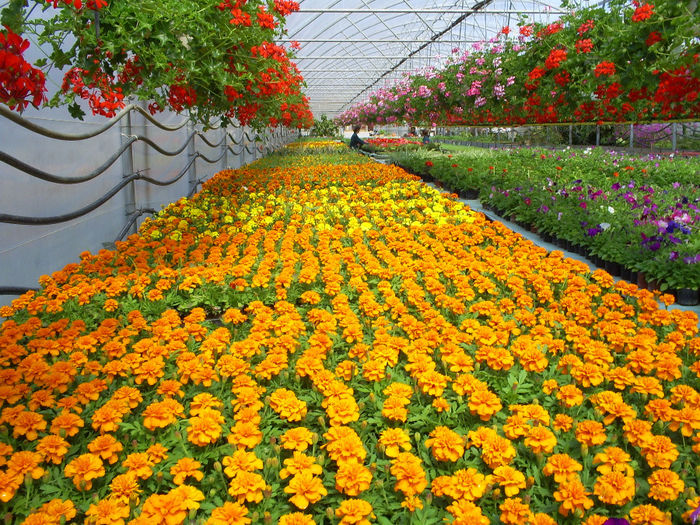 S5032160; Tagetes patula inflorit!
