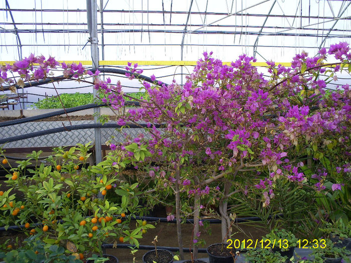 S5032040; Bougainvillea!
