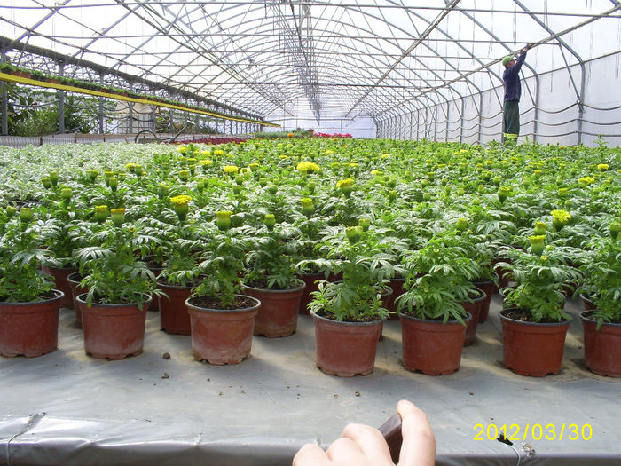 S5030963; Tagetes erecta!
