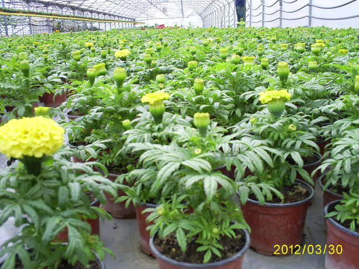 S5030968; Tagetes erecta!
