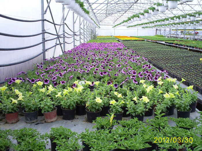 S5030989; Petunii curgatoare!
