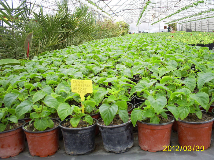S5030993; Salvie!
