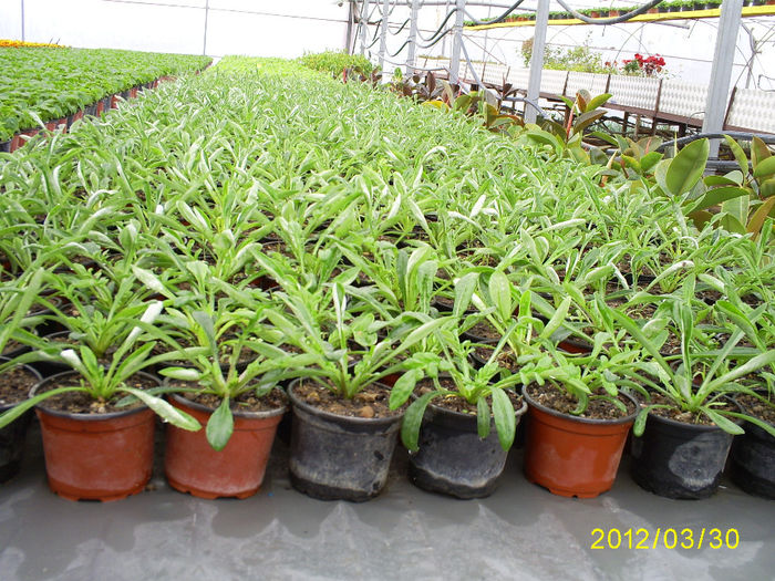 S5030995; Gazania!
