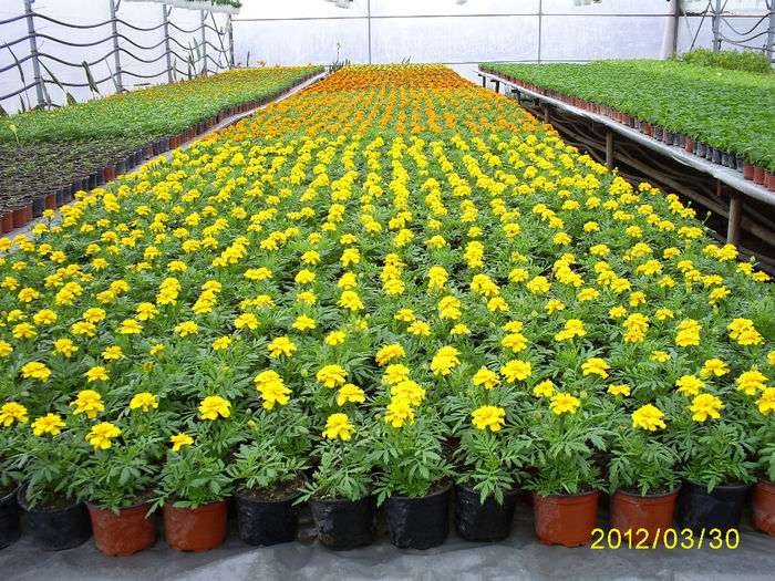 S5030998; Tagetes patula nana!
