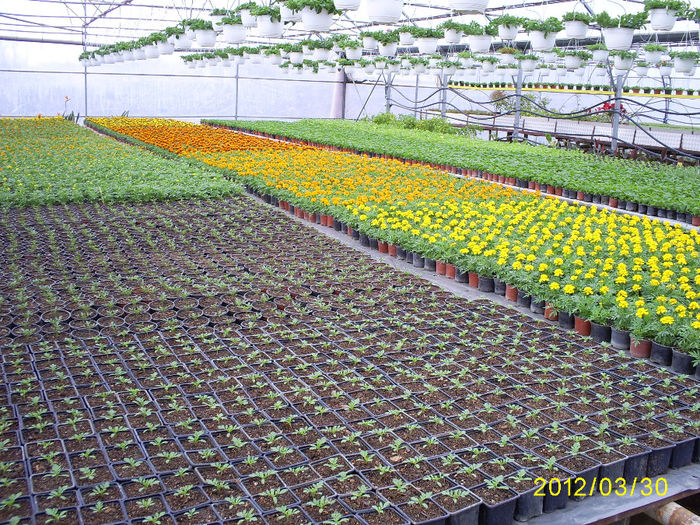 S5031002; Tagetes patula nana!
