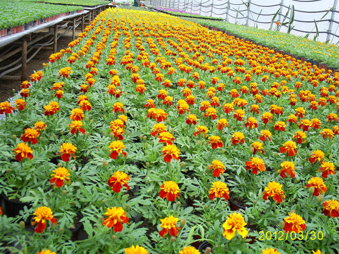 S5031003; Tagetes patula nana!

