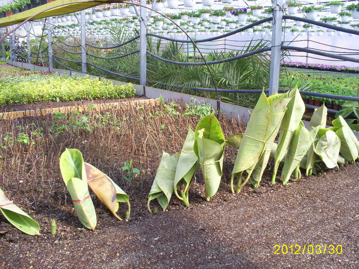 S5031073; Ficus la inradacinat!
