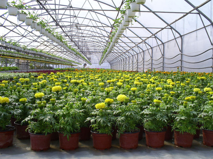 S5031139; Tagetes erecta!
