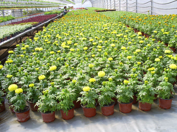 S5031140; Tagetes erecta!
