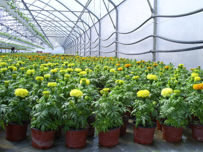 S5031141; Tagetes erecta!
