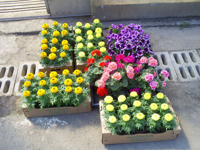 S5031146; Flori productie proprie!
