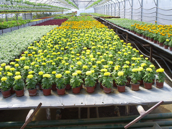 S5031168; Tagetes erecta!

