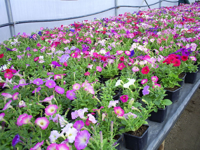S5031188; Petunii cu floare mica!
