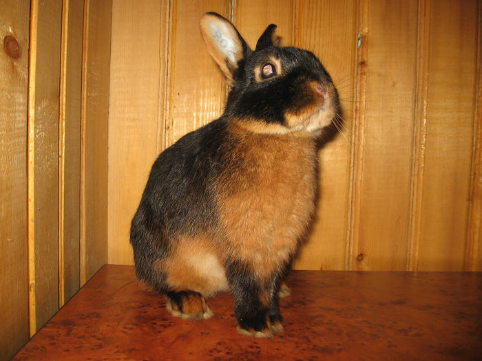 IMG_1416 - 5 BLACK TAN Netherland Dwarf - Lohkaninchen