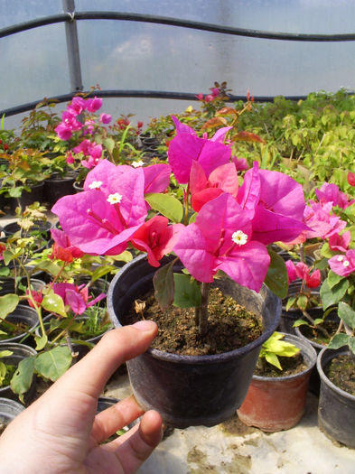 S5030113; Bougainvillea!
