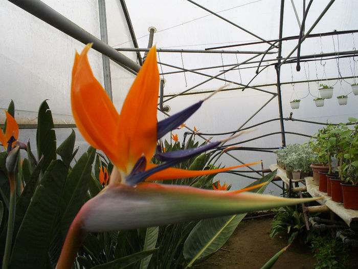 S5030805; Strelitzia!
