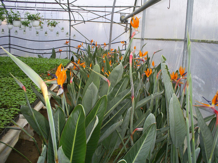 S5030806; Strelitzia!
